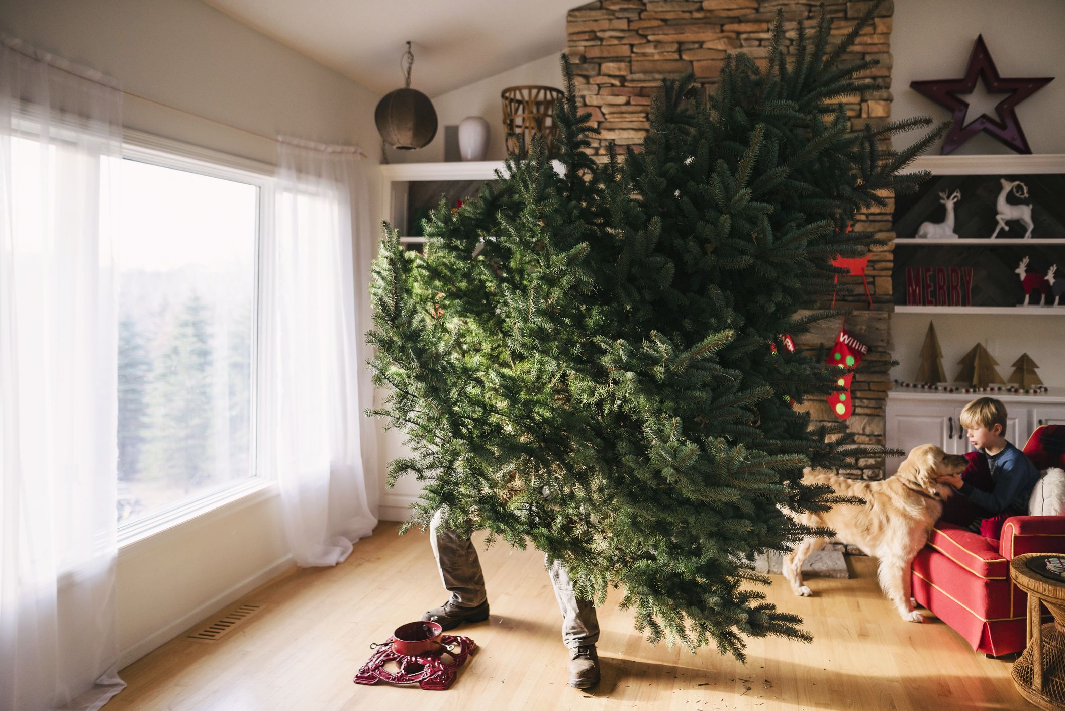 7 Christmas Tree Delivery Services - Buy a Christmas Tree Online
